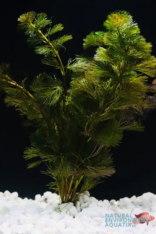 Cabomba - Emark Tropical Imports