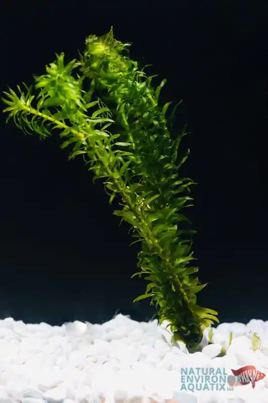 Anacharis - Emark Tropical Imports