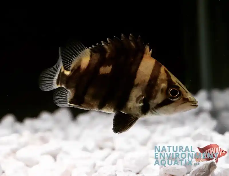 Tiger Datnoid - Natural Environment Aquatix