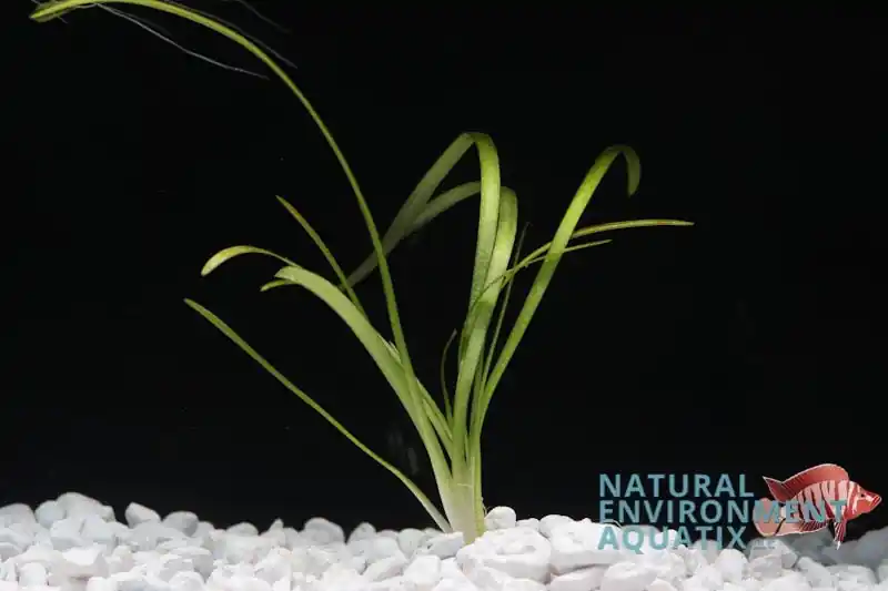 Italian Vallisneria Aquatic Plant - Emark Tropical Imports