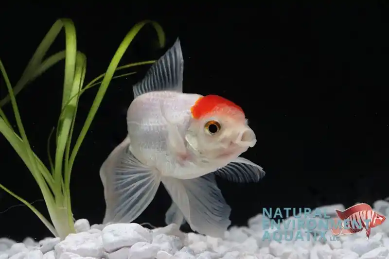 Red Cap Oranda Goldfish - Carolina Aquatics