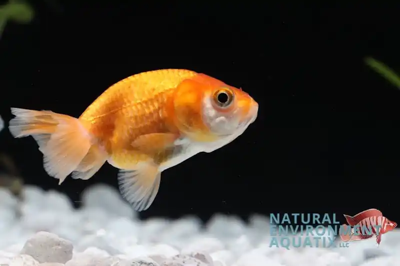 Assorted Lion Head Goldfish - Sun Pet