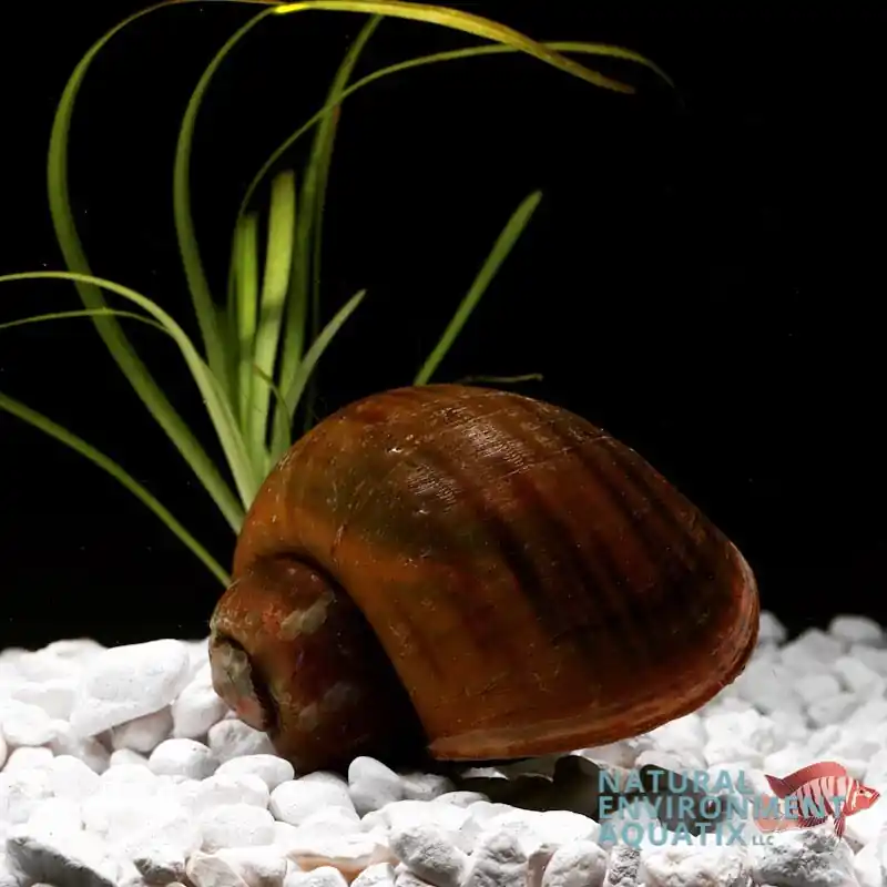 Peru Snail Large - Quality Gold