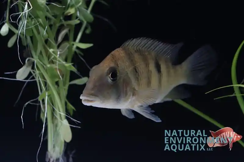 Geophagus Pellegrini Cichlid - Natural Environment Aquatix