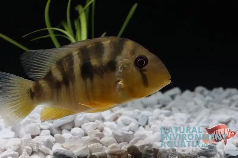 Geophagus Balzanii Cichlid - Cichlid Exchange
