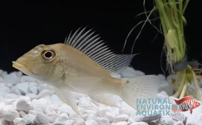 Satanoperca jurupari Geophagus "Peru" WILD Cichlid - Cichlid Exchange