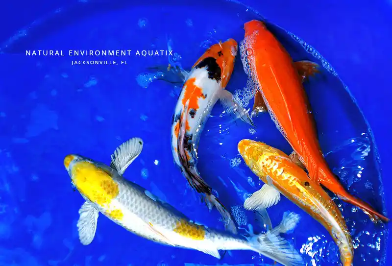 Lg Assorted Koi Fish - Natural Environment Aquatix