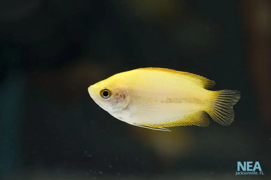 Fire Honey Gourami Dwarf - Cichlid Exchange