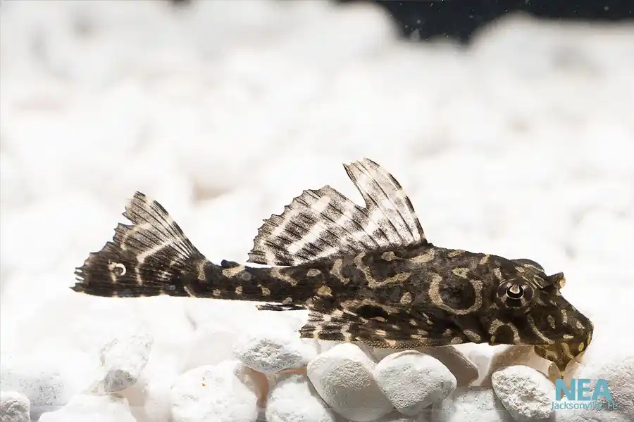 Spotted Sailfin Plecostomus - Cichlid Exchange