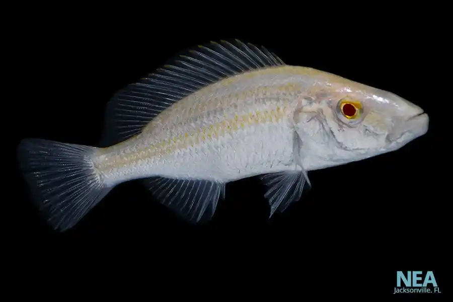Albino Compressiceps Cichlid - Carolina Aquatics