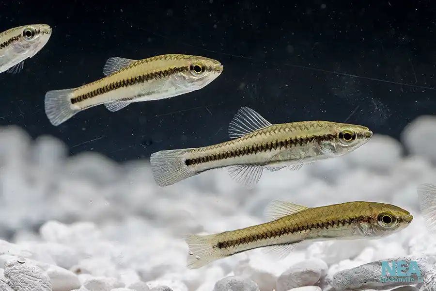 Blue Fin Killifish - MG Aquatics
