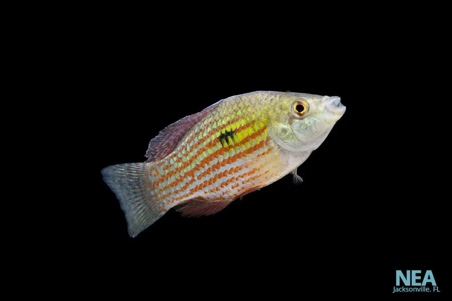 Florida Flag Fish - 5D Tropical