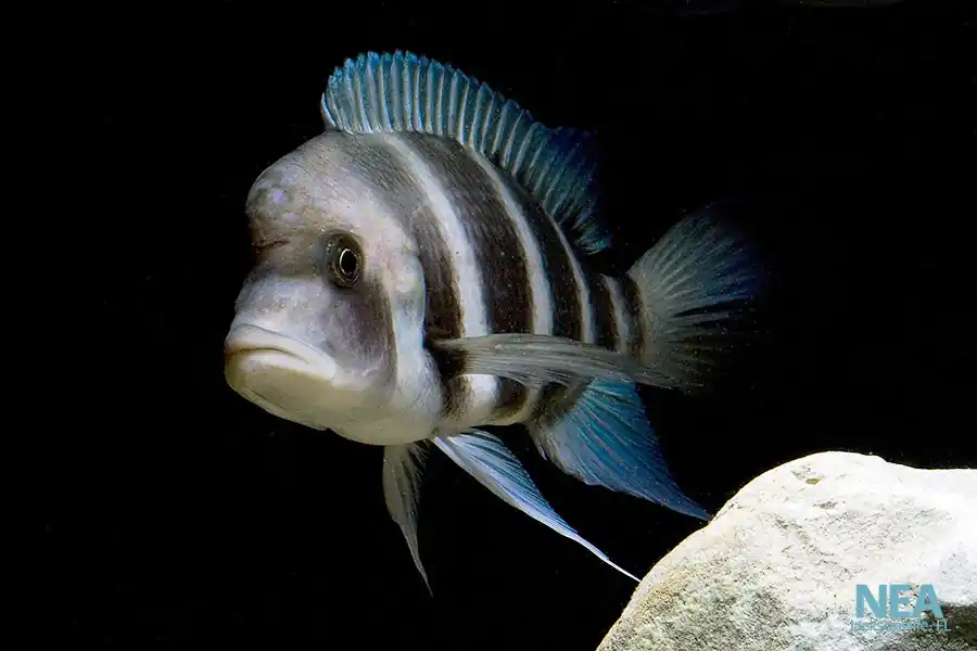 Cyphotilapia Frontosa Cichlid - Natural Environment Aquatix