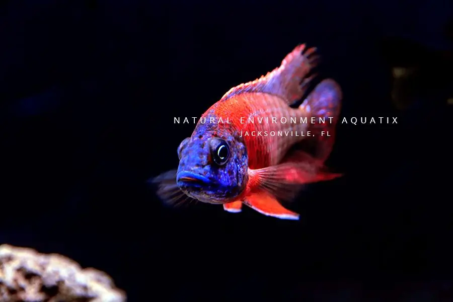 Red Peacock Cichlid Male Large - Florida Exotic