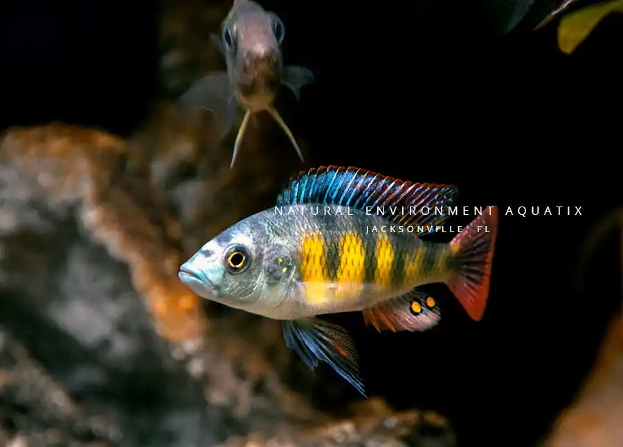 Zebra Obliquiden Cichlid - Natural Environment Aquatix