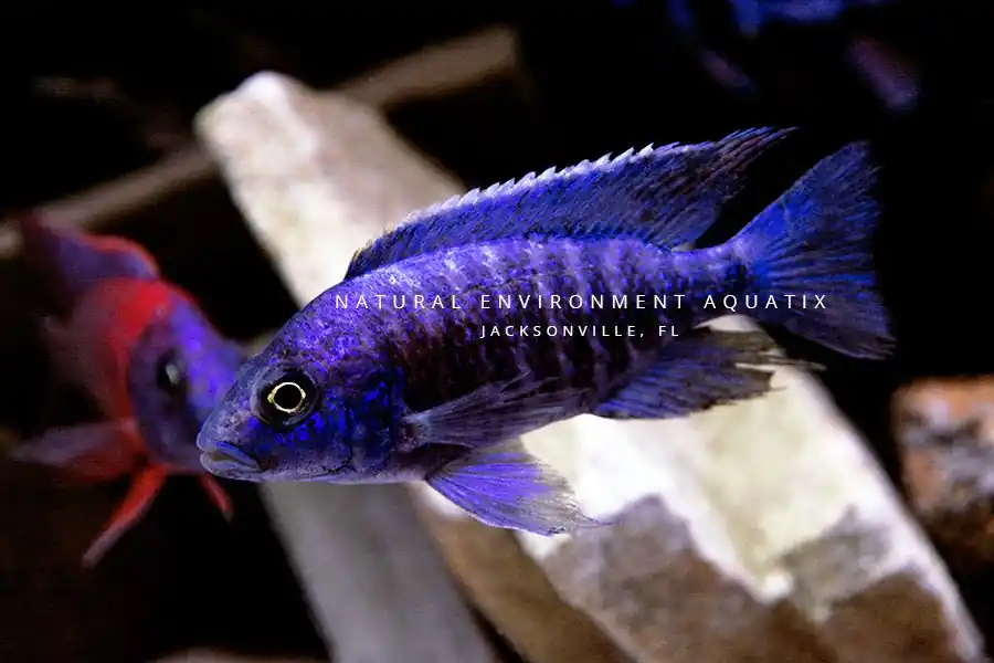 Assorted Peacock & Hap Cichlid - Segrest