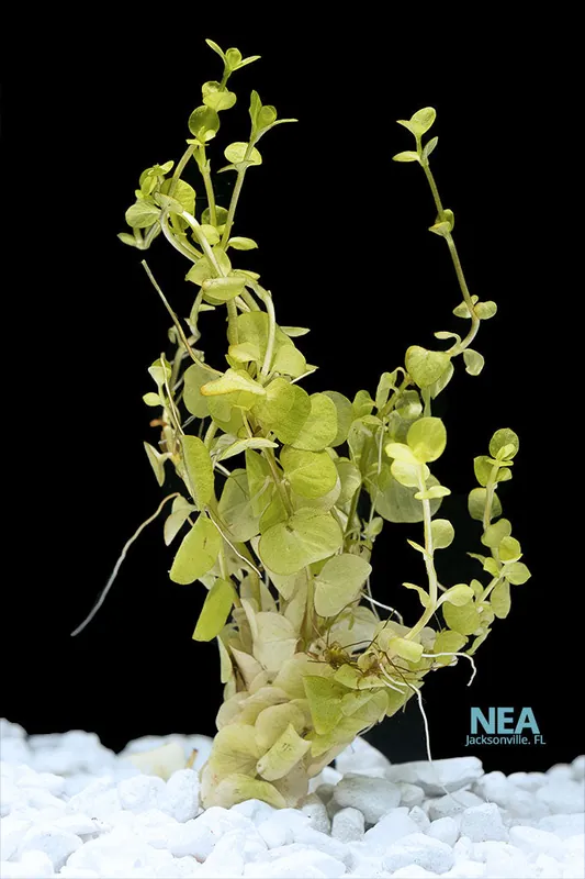 Gold Lloydiella Aquatic Plant - Emark Tropical Imports