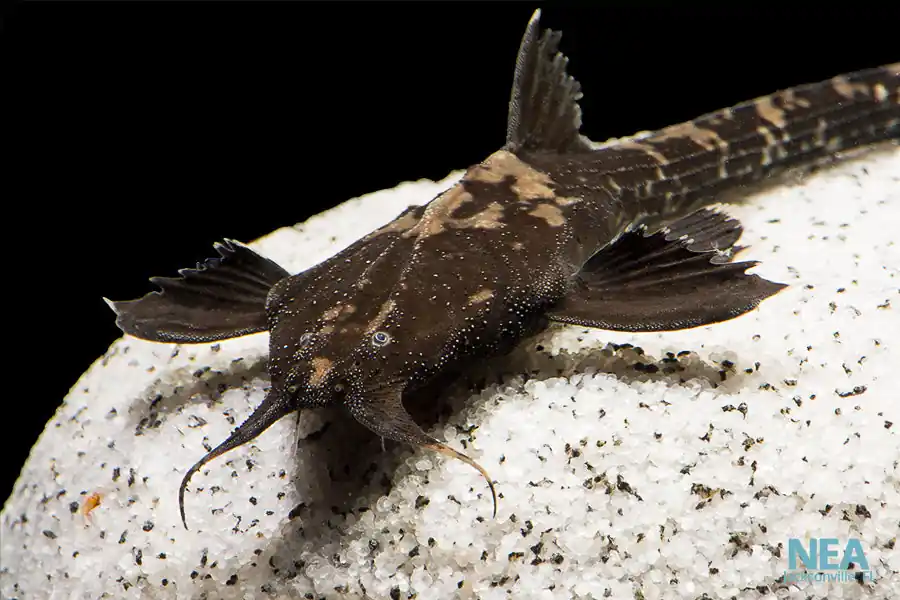 Banjo Catfish - Cichlid Exchange