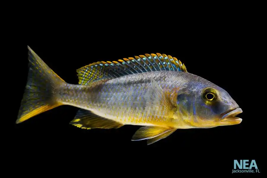 Bucco Rhoadesii Cichlid - Rick