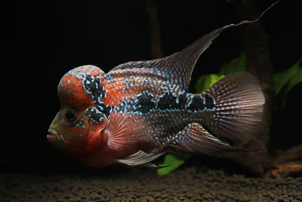 Humphead Flowerhorn Male Cichlid - Natural Environment Aquatix