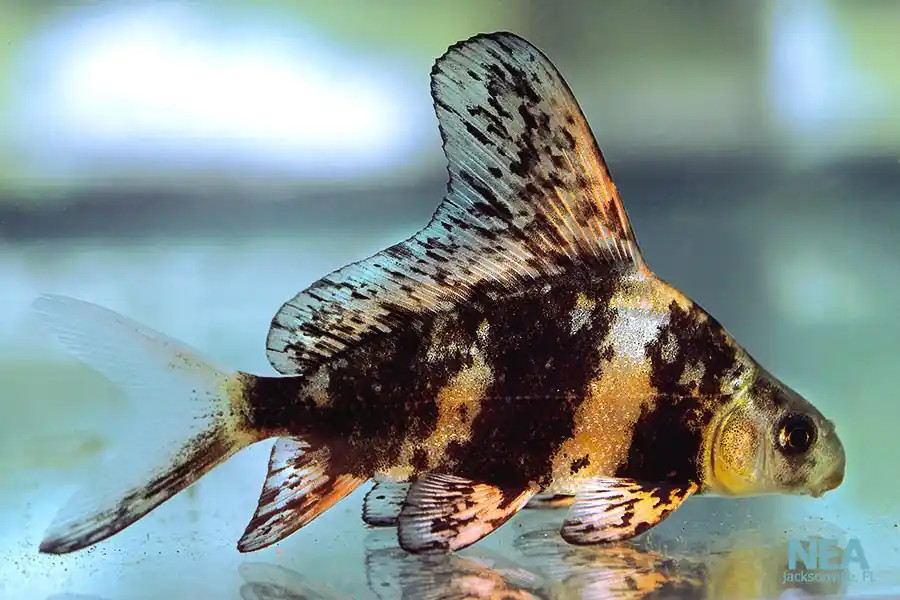 Chinese Hi Fin Shark - 5D Tropical