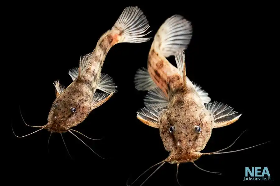 Dwarf Giraffe Catfish - Natural Environment Aquatix