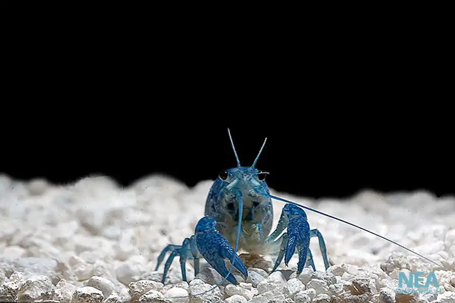 Electric Blue Crayfish - Emark Tropical Imports
