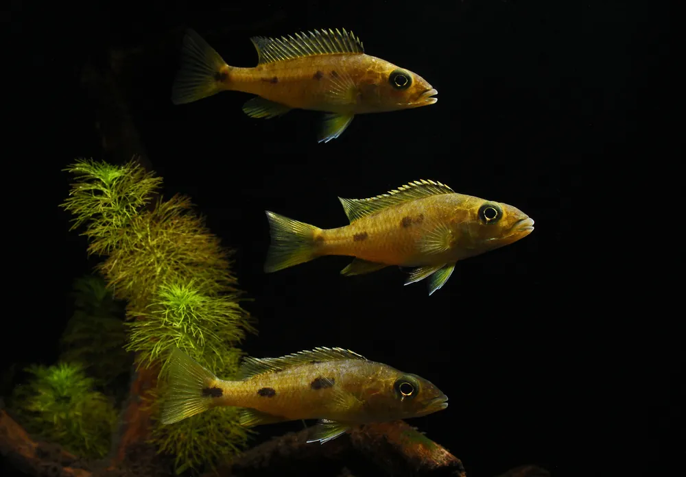 Exochromis Anagenys Cichlid - Natural Environment Aquatix