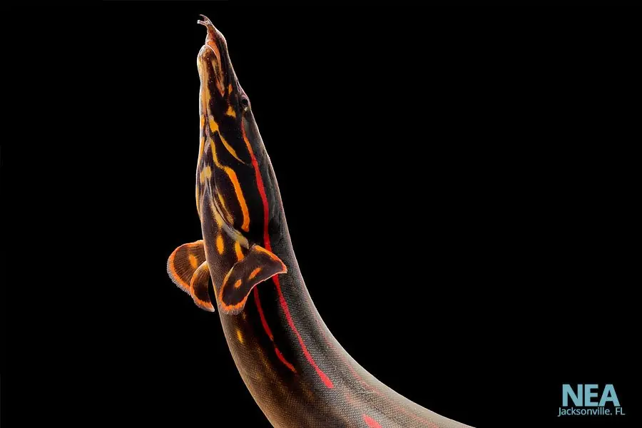 Fire Eel - Carolina Aquatics