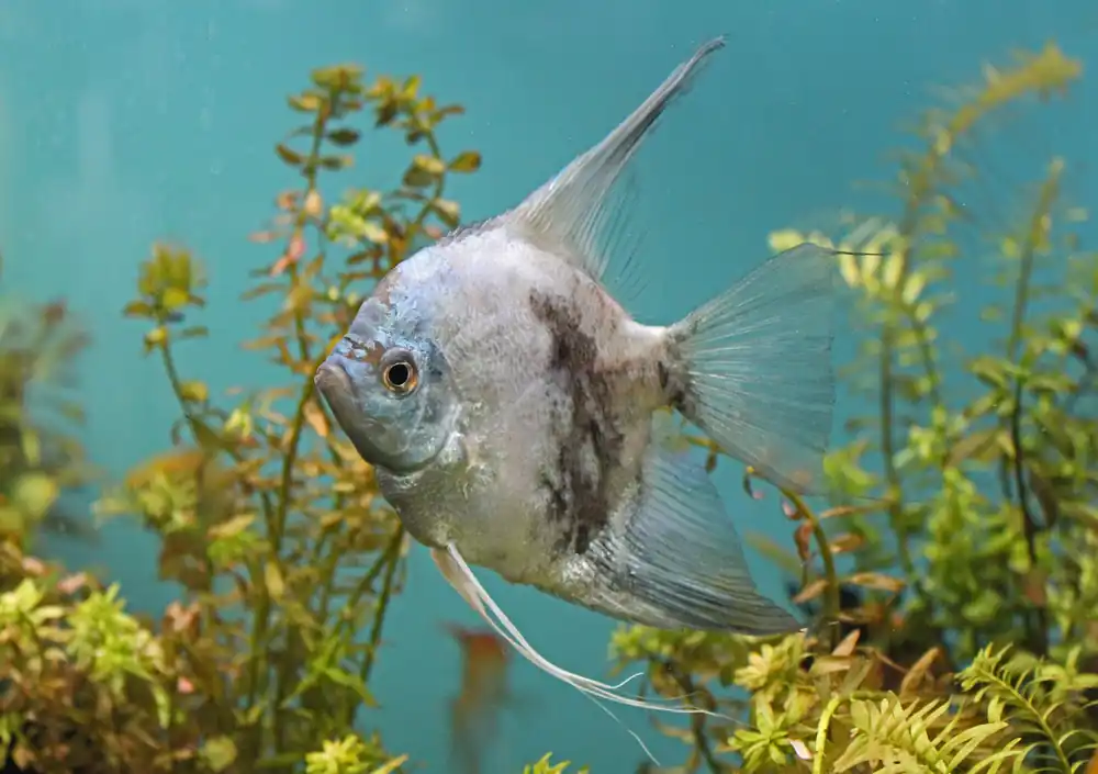 Assorted Large Angelfish - Cichlid Exchange