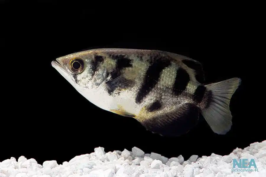 Archer Fish - Sun Pet