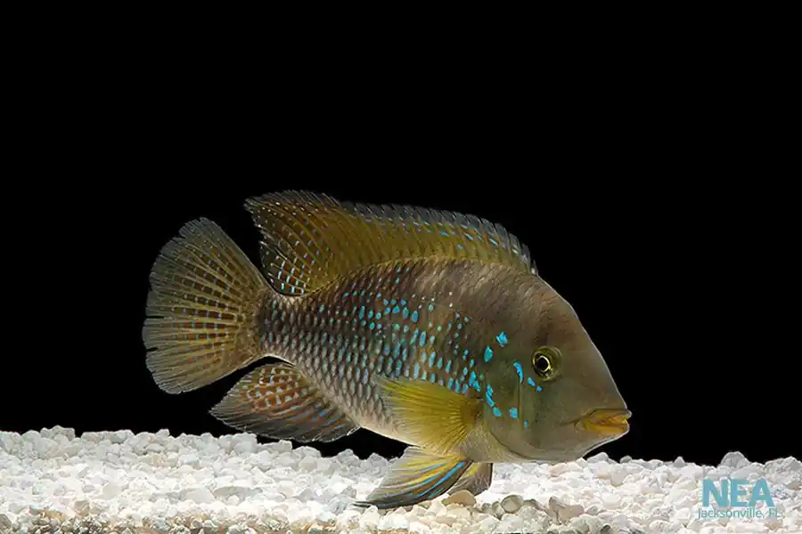 Geophagus Brasiliensis Cichlid - Quality Gold
