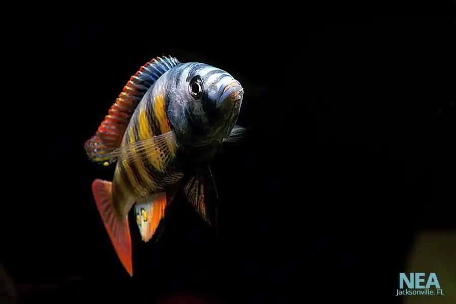 Assorted Male Victorian Cichlid - Natural Environment Aquatix