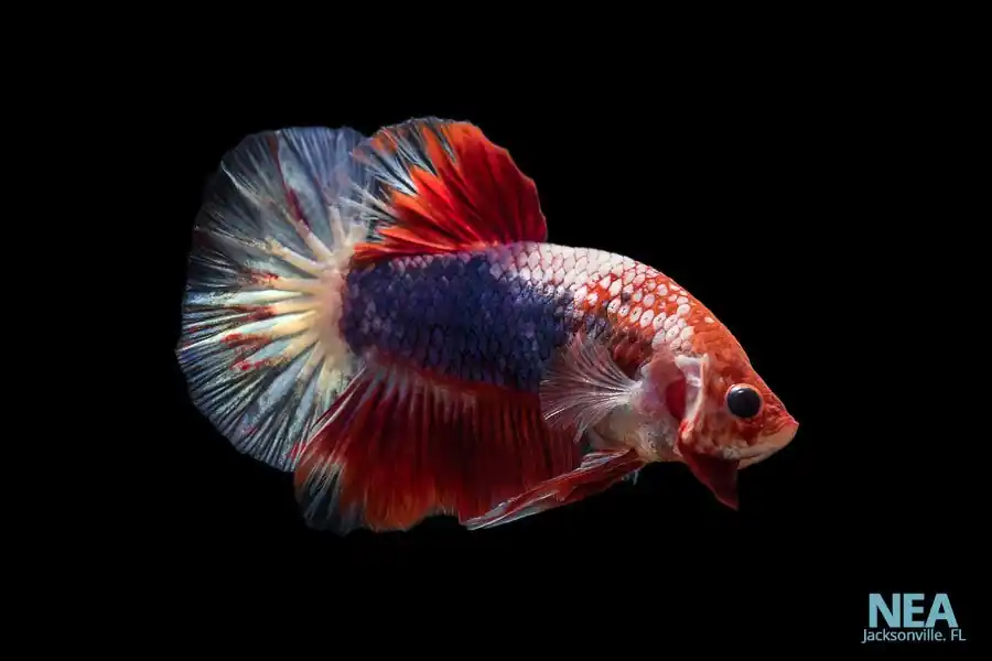 Plakat Male Betta Fish - Natural Environment Aquatix