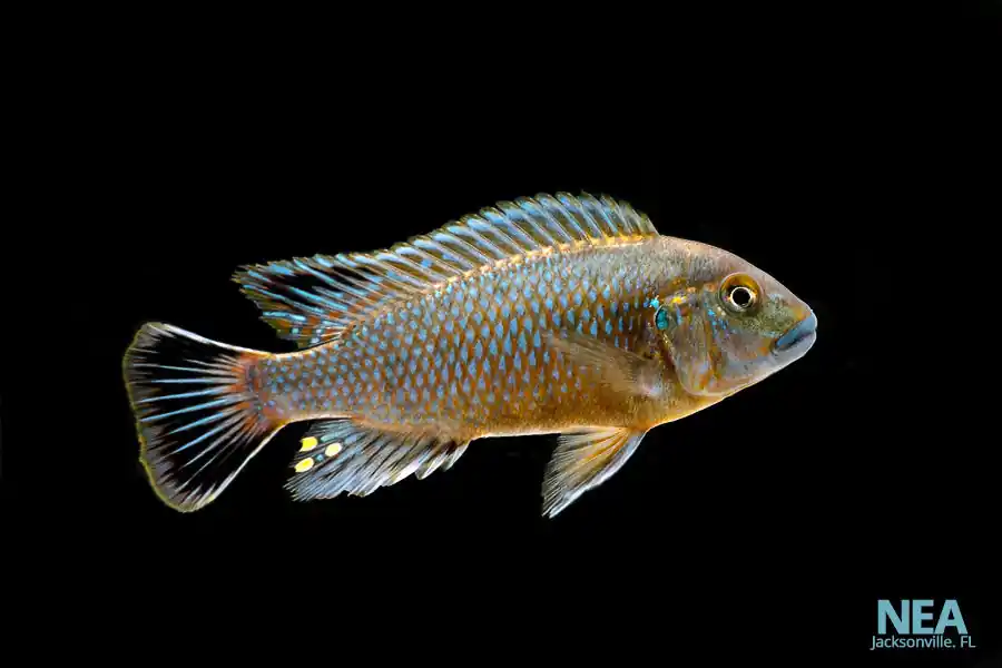 Pseudotropheus Williams Blue Lip Cichlid - Natural Environment Aquatix