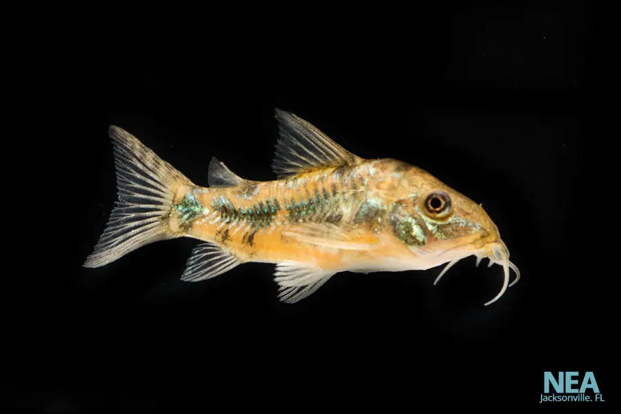Pepper Corydoras Catfish - Cichlid Exchange