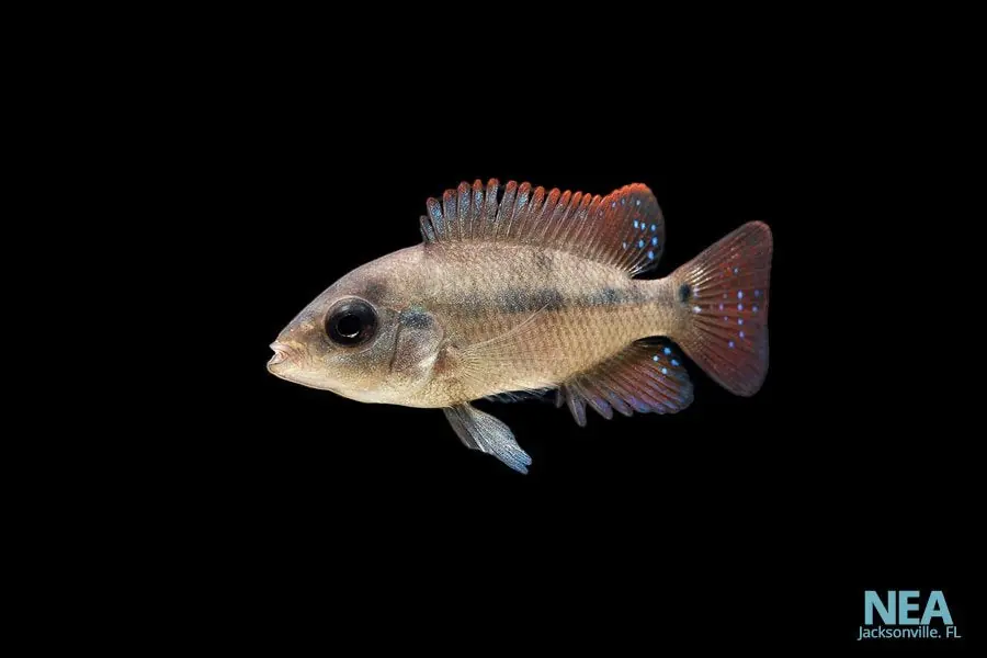Mesoheros Festae "Red Terror" Cichlid - Cichlid Exchange