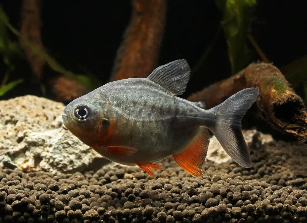 Red Belly Pacu - Emark Tropical Imports