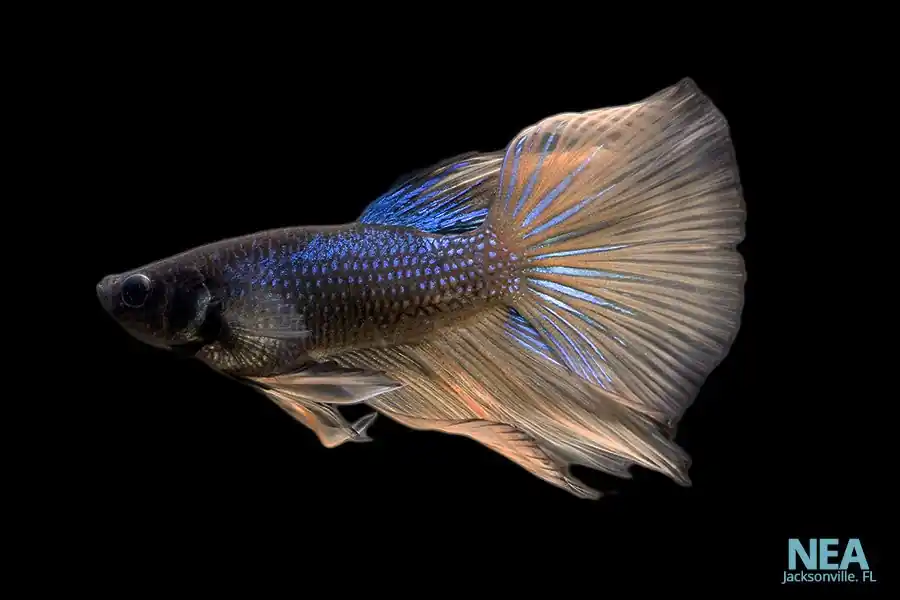 Assorted Male Betta Fish - Natural Environment Aquatix