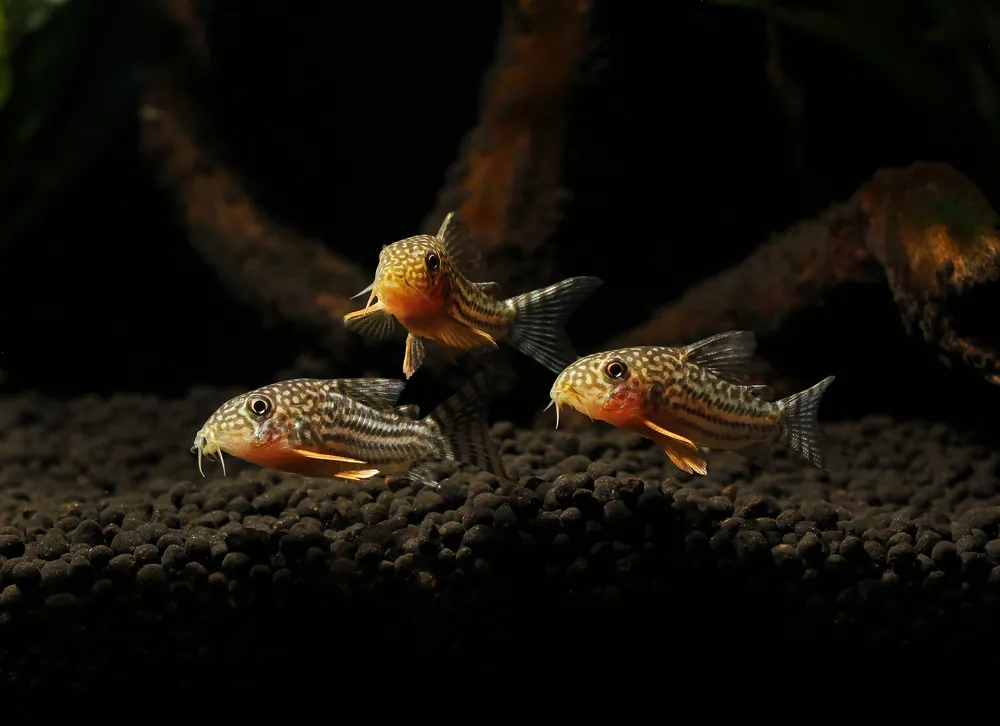Sterbai Corydoras Catfish - Cichlid Exchange