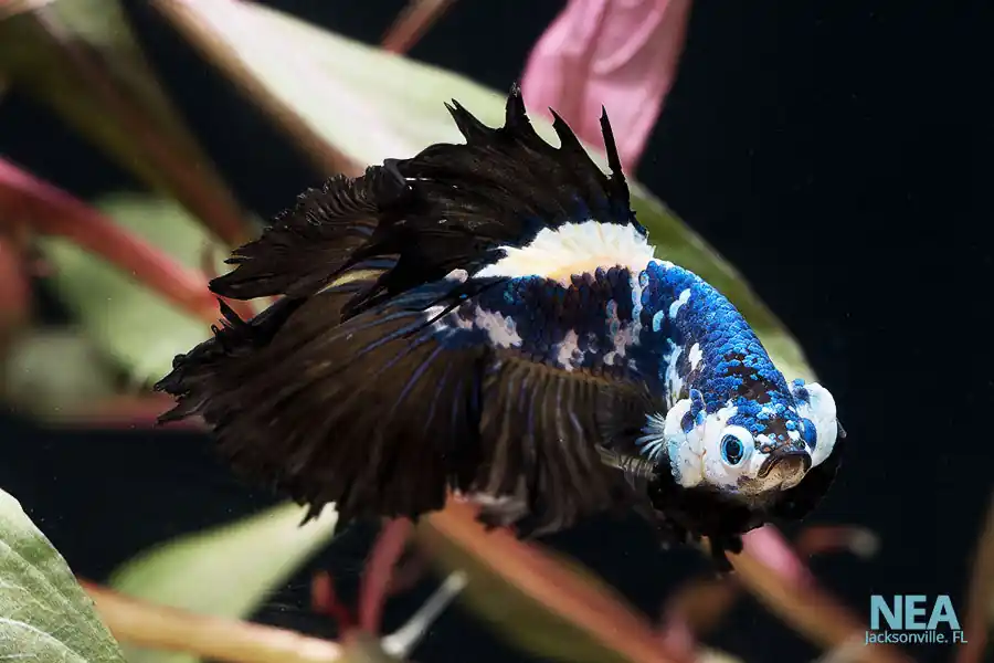 Super Half-moon Male Betta Fish