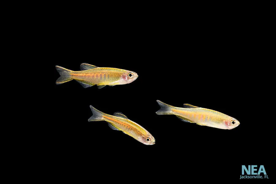 Glowlight Danio - Cichlid Exchange