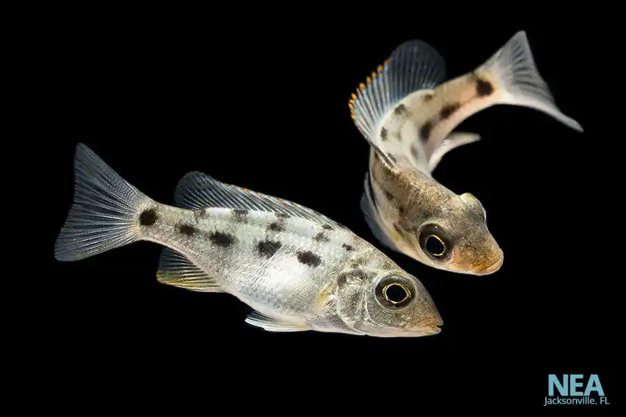 Juvenile Rostratus Cichlid - Natural Environment Aquatix