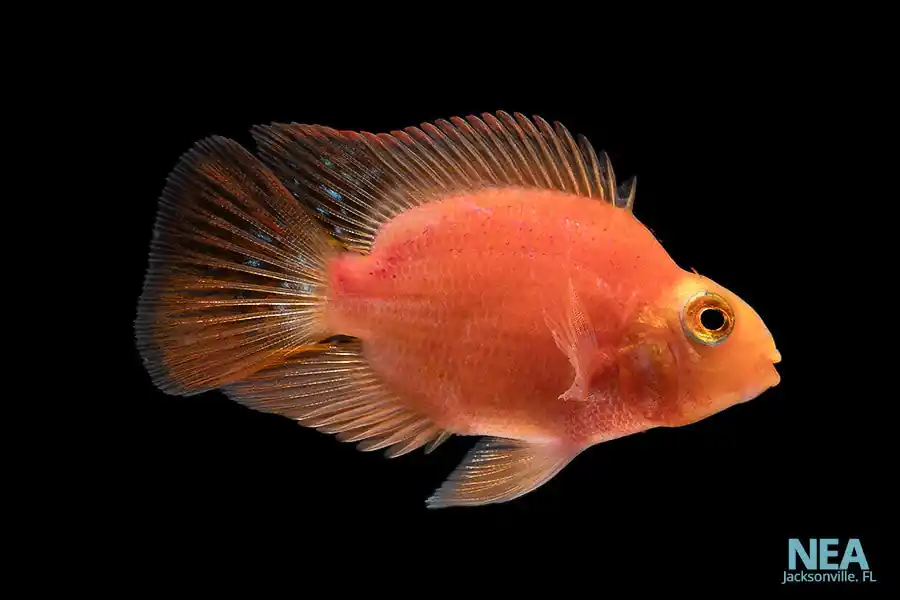 King Kong Parrot Cichlid - Segrest