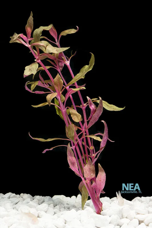 Scarlet Temple Aquatic Plant - 5D Tropical