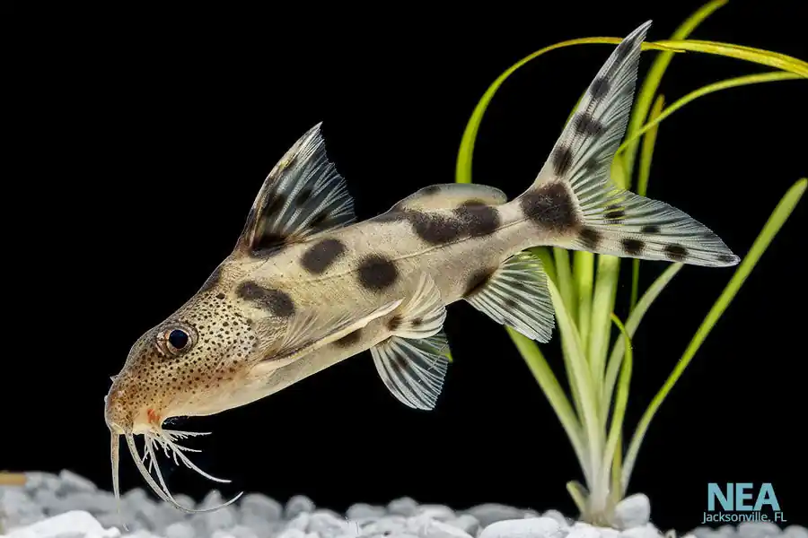 Synodontis Decorus Catfish - Quality Gold