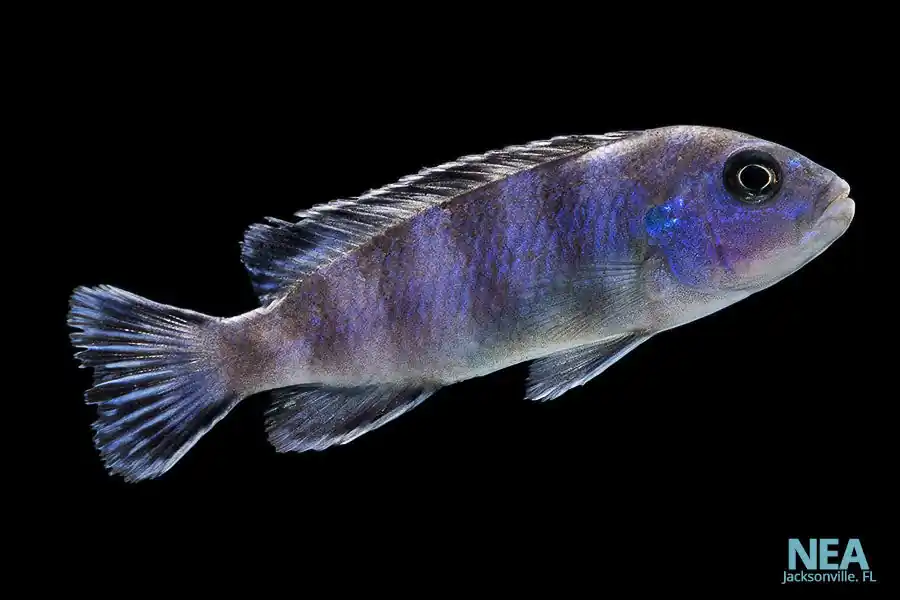 Demasoni Cichlid - Rick