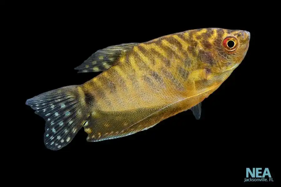 Gold Gourami - Emark Tropical Imports