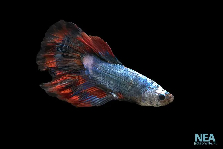 Halfmoon Male Betta Fish - Carolina Aquatics