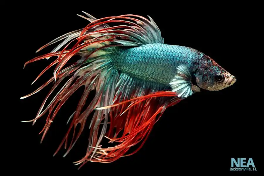 Long Fin Male Betta Fish - Segrest